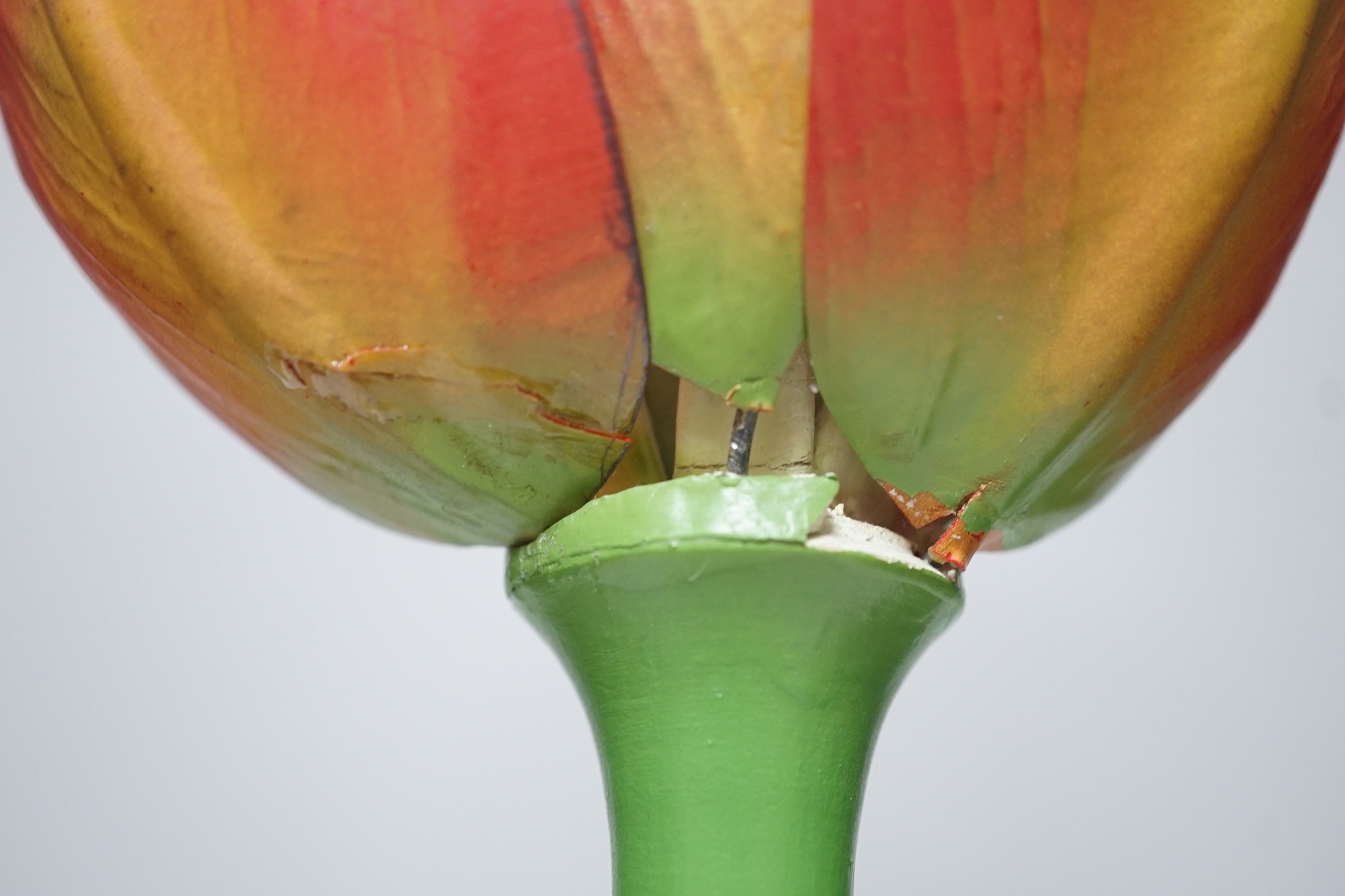 Scientific Brendel model of a tulip, 52cm